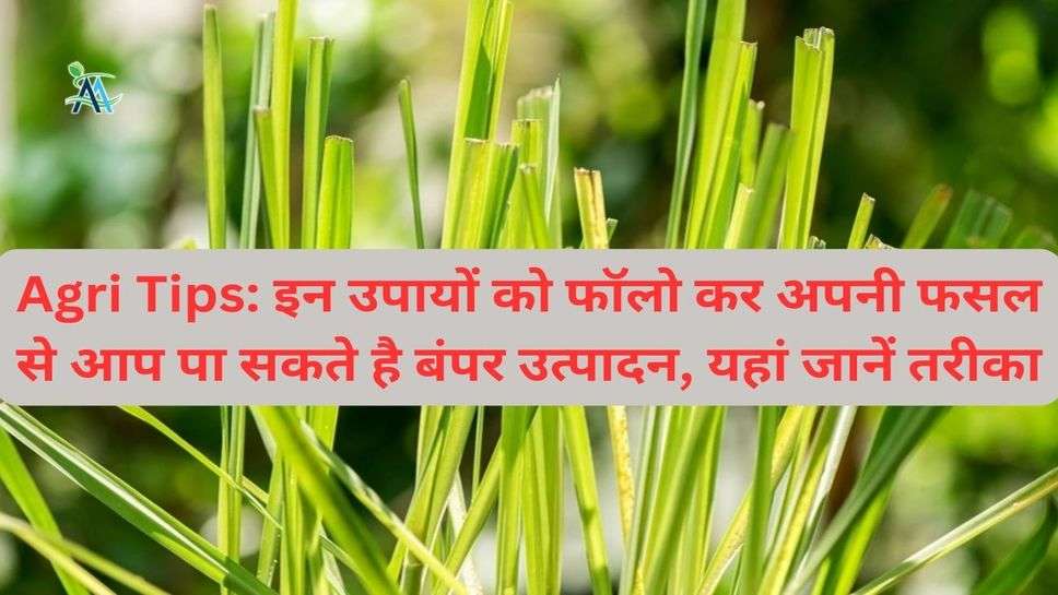 Agri Tips: इन उपायों को फॉलो कर अपनी फसल से आप पा सकते है बंपर उत्पादन, यहां जानें तरीका