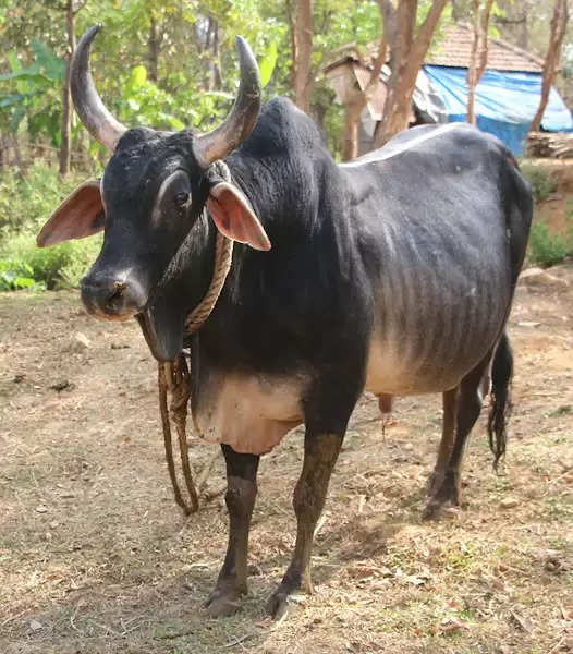 Kankrej Breed Cow: ये गाय देती है 1800 लीटर दूध, जानें इसको पालने के फायदे
