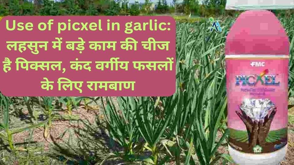 Use of picxel in garlic: लहसुन में बड़े काम की चीज है पिक्सल, कंद वर्गीय फसलों के लिए रामबाण
