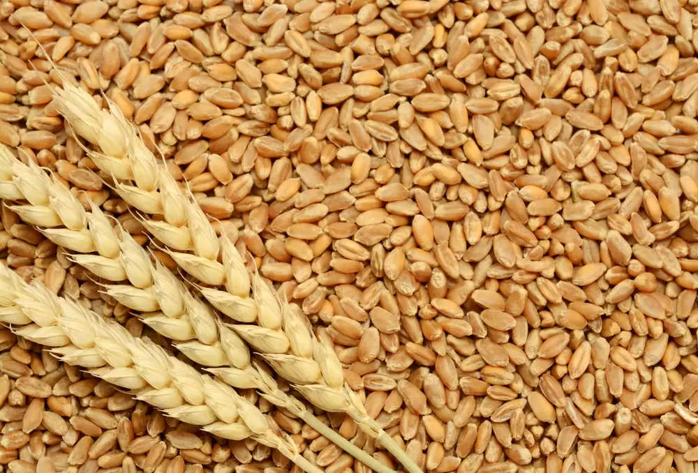 Wheat Price: एमएसपी से डबल पहुंचा गेहूं का भाव, पहली बार हुआ 4000 पार