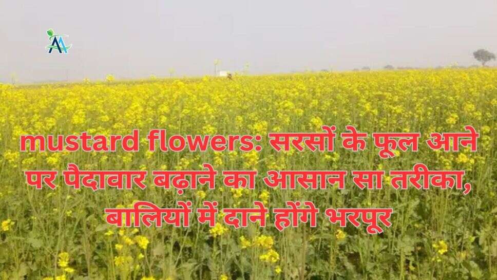 mustard flowers: सरसों के फूल आने पर पैदावार बढ़ाने का आसान सा तरीका, बालियों में दाने होंगे भरपूर