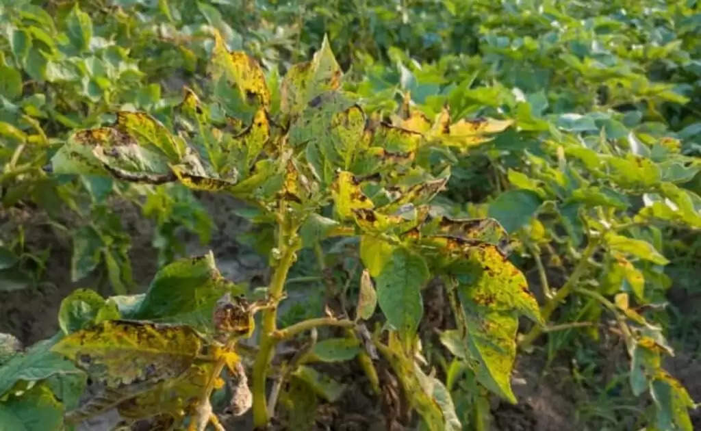 Blight Disease: फसलों को जड़ से खत्म कर रहा झुलसा रोग, जानें बचाव उपाय