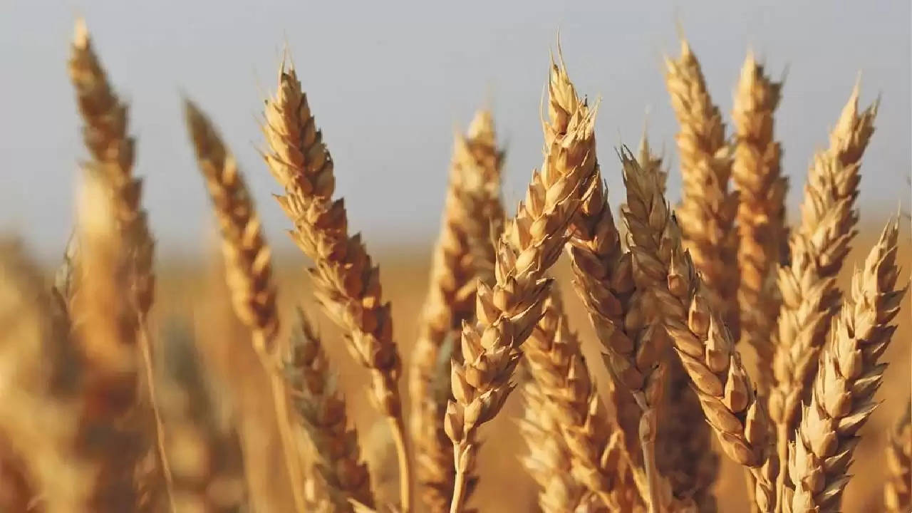 Israeli Wheat Cultivation: गेहूं की ऐसी किस्म जो एक एकड़ में 5 किलो बीज से देती है 40 क्विंटल तक पैदावार, जानें इसके बारे में