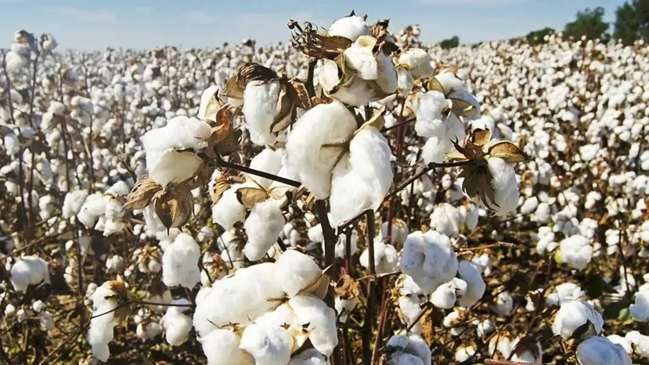 indigenous variety of cotton: 15 से 16 कुंतल प्रति एकड़ तक पैदावार देने वाली कपास की देसी किस्म, रोगों से लड़ने की भरपूर  क्षमता