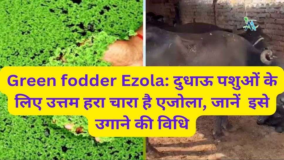 Green fodder Ezola: दुधाऊ पशुओं के लिए उत्तम हरा चारा है एजोला, जानें  इसे उगाने की विधि