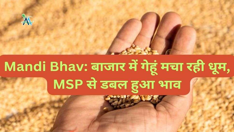 Mandi Bhav: बाजार में गेहूं मचा रही धूम, MSP से डबल हुआ भाव