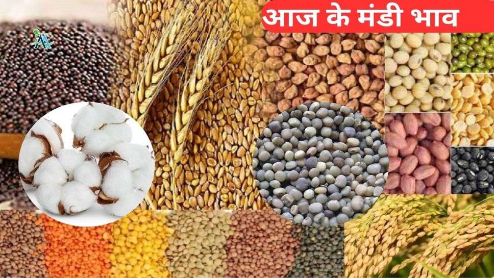 Mandi Bhav 20 December 2023: नरमा, ग्वार, धान, सरसों, कपास, तिल, मूंगफली सहित अन्य फसलों के जानें आज के ताजा भाव