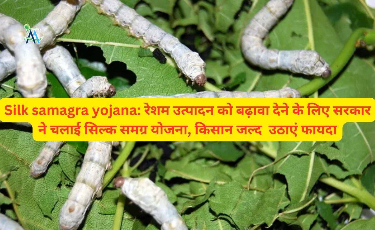 Silk Samagra Yojana: रेशम उत्पादन को बढ़ावा देने के लिए सरकार ने चलाई ...