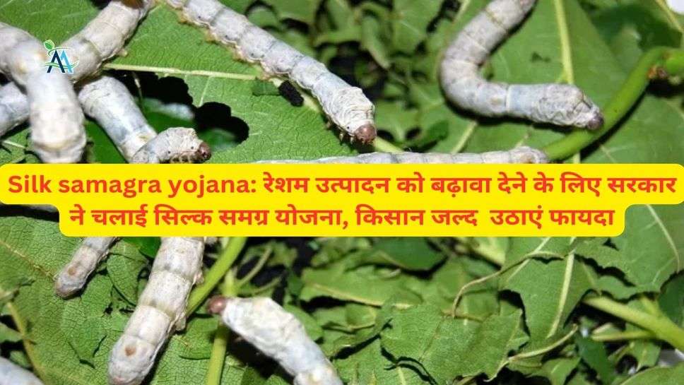 Silk samagra yojana: रेशम उत्पादन को बढ़ावा देने के लिए सरकार ने चलाई सिल्क समग्र योजना, किसान जल्द  उठाएं फायदा