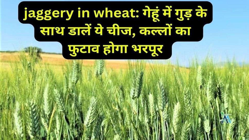 jaggery in wheat: गेहूं में गुड़ के साथ डालें ये चीज, कल्लों का  फुटाव होगा भरपूर