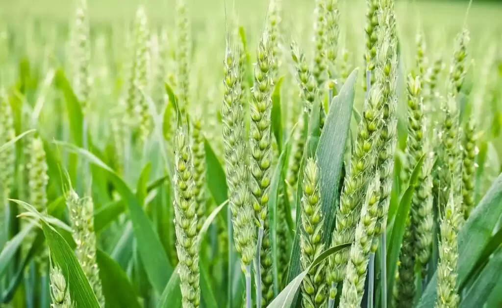 Wheat Cultivation: समय से पहले गेहूं में बालियाँ निकालने का मुख्य कारण है ये, कृषि विज्ञानकों ने दी ये सलाह