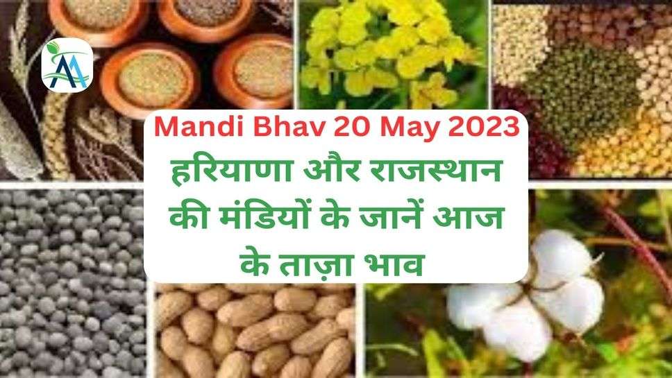 Mandi Bhav 20 May 2023: हरियाणा और राजस्थान की मंडियों के जानें आज के ताज़ा भाव