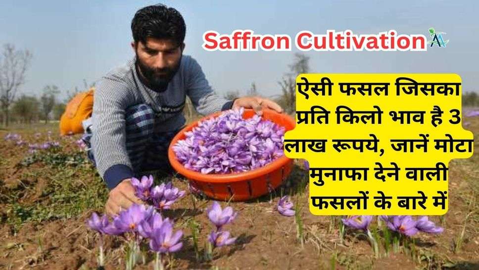 Saffron Cultivation: ऐसी फसल जिसका प्रति किलो भाव है 3 लाख रूपये, जानें मोटा मुनाफा देने वाली फसलों के बारे में