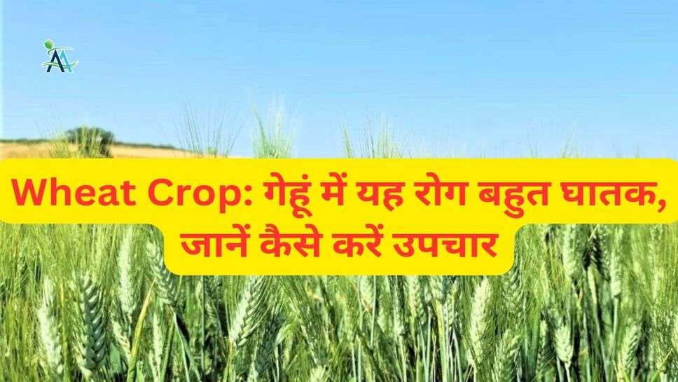 Wheat Crop: गेहूं में यह रोग बहुत घातक, जानें कैसे करें उपचार