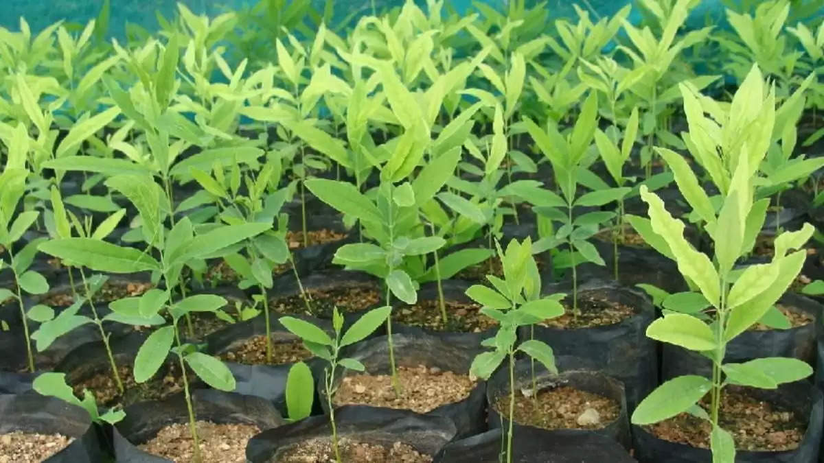 Sandalwood Cultivation: हरियाणा सहित उत्तर भारत में भी कर सकते हैं चंदन की खेती, हो जाएंगे मालामाल