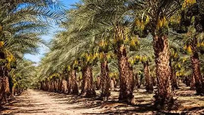 Date Palm Cultivation: एक हेक्टेयर में होगी 5 लाख रुपये की कमाई, खेती के लिए सरकार देती है पैसा...अभी शुरू करें