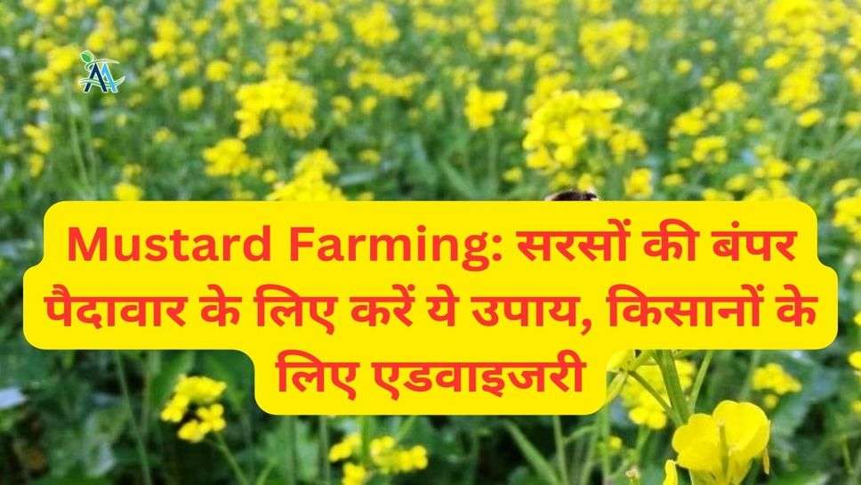 Mustard Farming: सरसों की बंपर पैदावार के लिए करें ये उपाय, किसानों के लिए एडवाइजरी