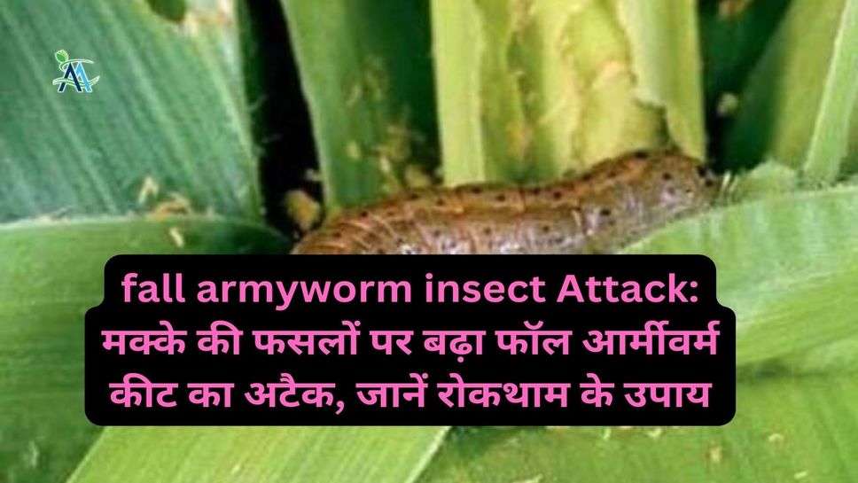 fall armyworm insect Attack: मक्के की फसलों पर बढ़ा फॉल आर्मीवर्म कीट का अटैक, जानें रोकथाम के उपाय