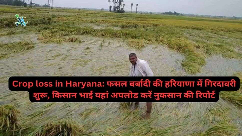 Crop loss in Haryana: फसल बर्बादी की हरियाणा में गिरदावरी शुरू, किसान भाई यहां अपलोड करें नुकसान की रिपोर्ट