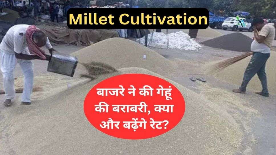Millet Cultivation: बाजरे ने की गेहूं की बराबरी, क्या और बढ़ेंगे रेट?