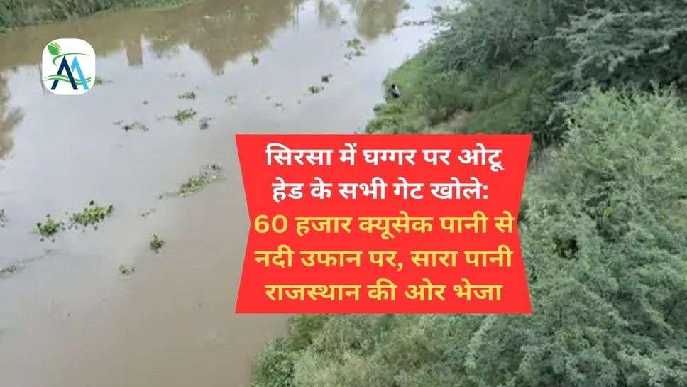 सिरसा में घग्गर पर ओटू हेड के सभी गेट खोले: 60 हजार क्यूसेक पानी से नदी उफान पर, सारा पानी राजस्थान की ओर भेजा