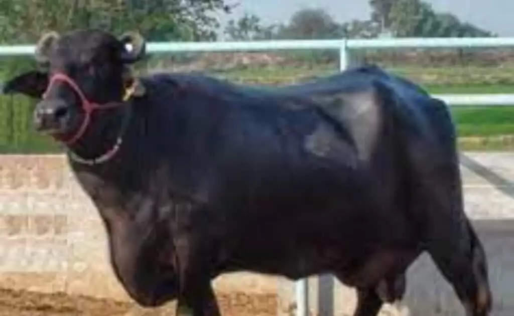 Surti Nasal Buffalo: पाले सुरती नस्ल की भेंस मालामाल होंगे किसान, देती है 15 लीटर दूध हर रोज