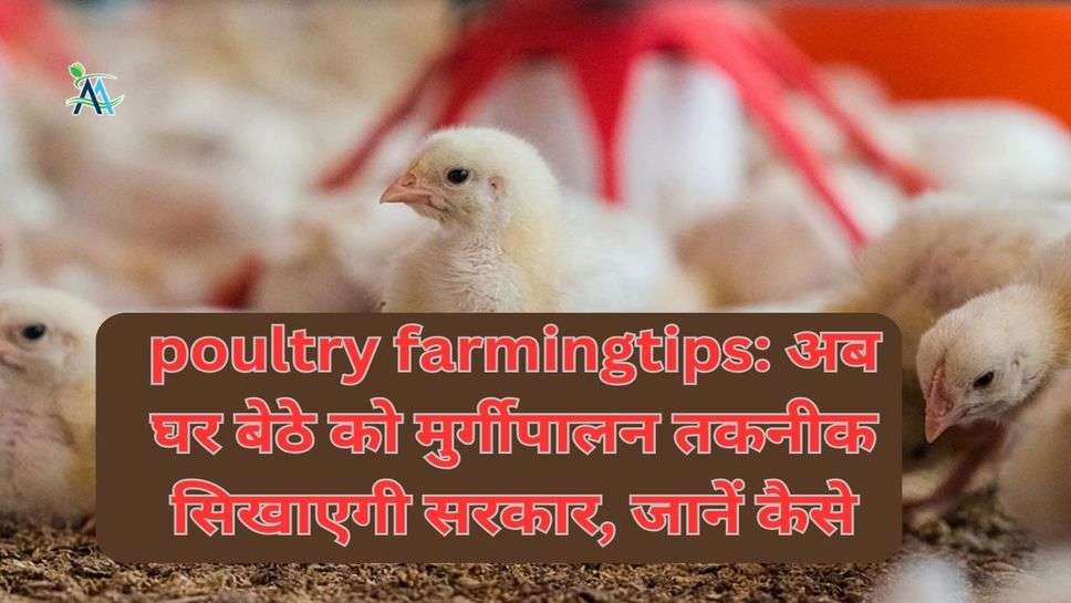 poultry farmingtips: अब घर बेठे को मुर्गीपालन तकनीक सिखाएगी सरकार, जानें कैसे