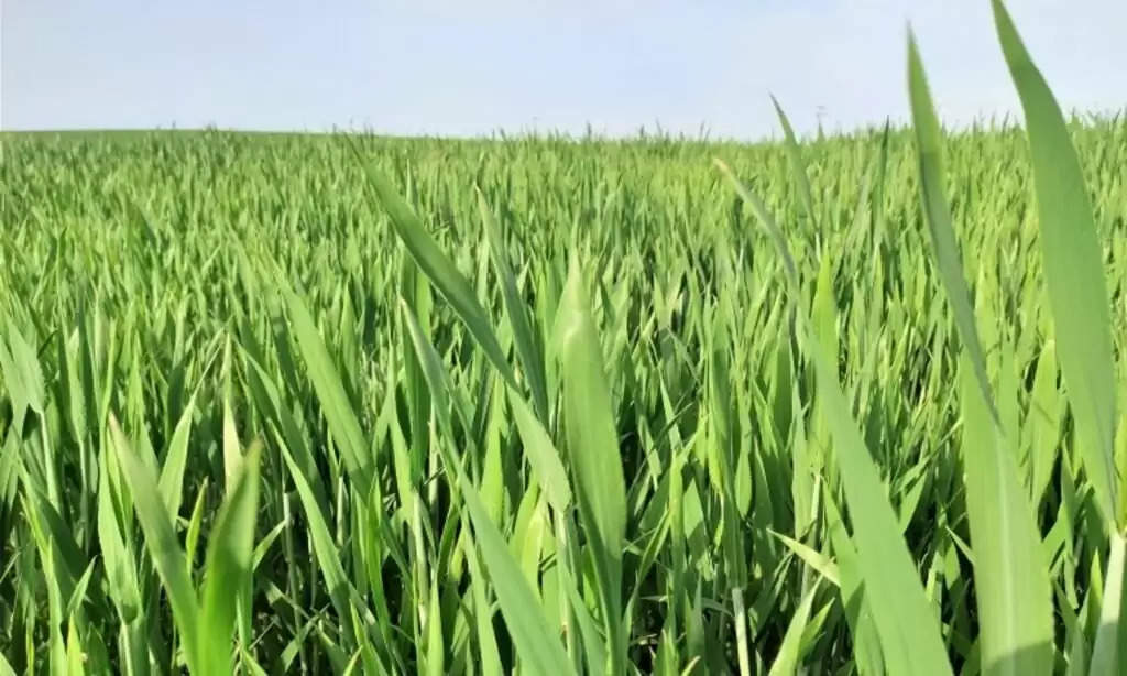 wheat plant burning problem: पीली पड़ गई गेहूं तो इस तरीके से खेत को करें हरा-भरा