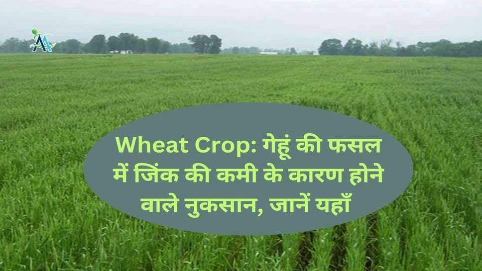 Wheat Crop: गेहूं की फसल में जिंक की कमी के कारण होने वाले नुकसान, जानें यहाँ