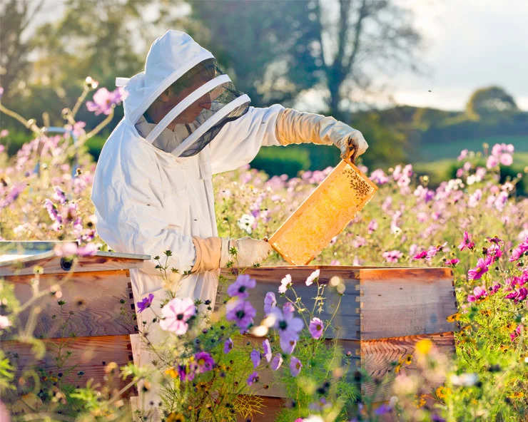 Beekeeping: मधुमक्खी पालन पर सरकार दे रही 90% सब्सिडी, बिजनेस में है मोटा मुनाफा