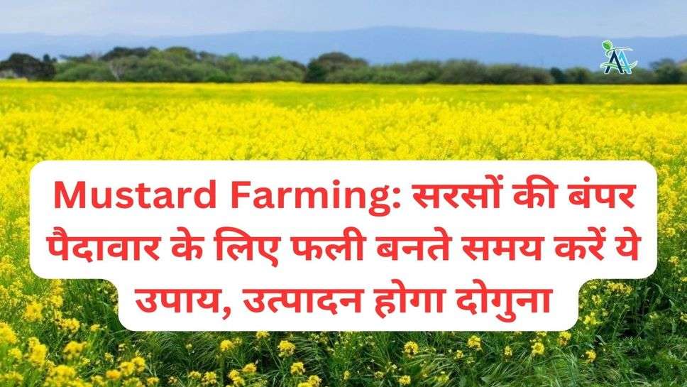 Mustard Farming: सरसों की बंपर पैदावार के लिए फली बनते समय करें ये उपाय, उत्पादन होगा दोगुना