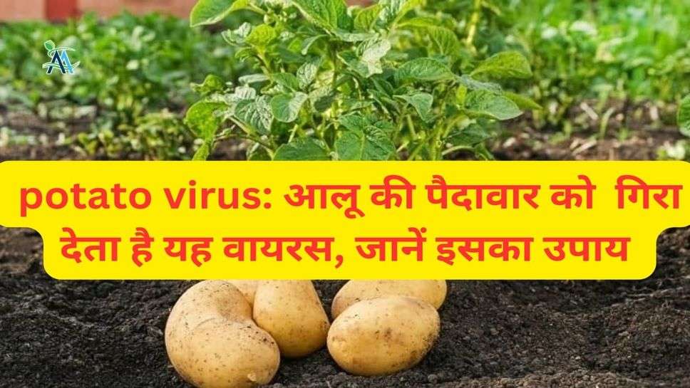 potato virus: आलू की पैदावार को  गिरा देता है यह वायरस, जानें इसका उपाय