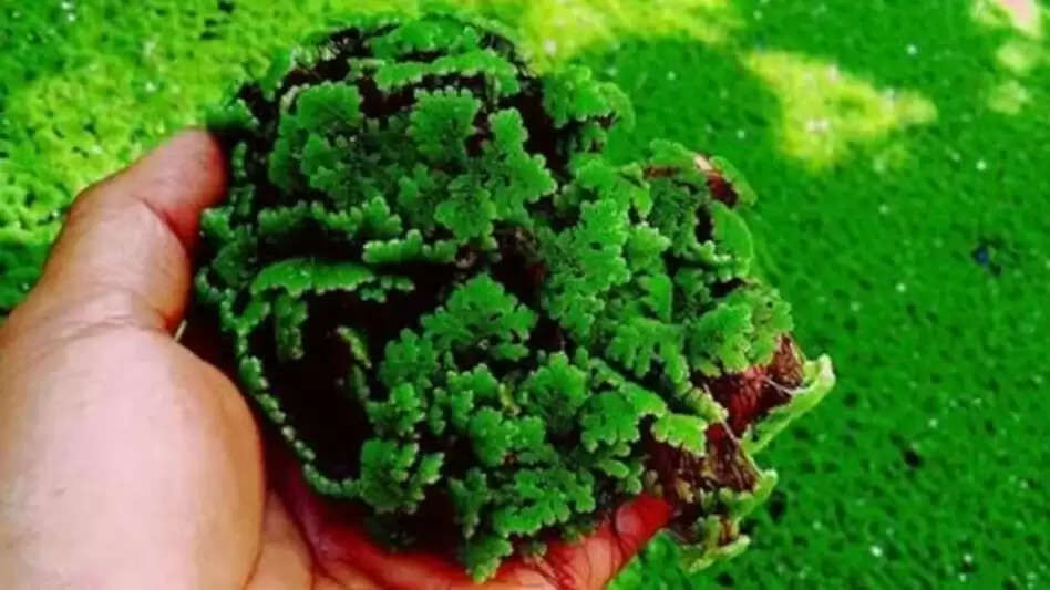 Azolla is the Best Green Fodder for Animals: पशुओं के लिए सर्वोत्तम हरा चारा है अजोला, जानिए इसे उगाने की पूरी विधि
