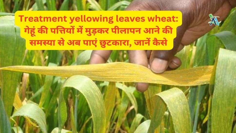 Treatment yellowing leaves wheat: गेहूं की पत्तियों में मुड़कर पीलापन आने की समस्या से अब पाएं छुटकारा, जानें कैसे