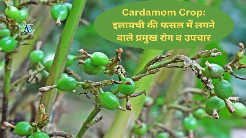 Cardamom Crop: इलायची की फसल में लगने वाले प्रमुख रोग व उपचार