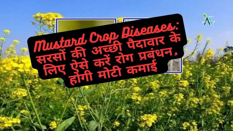 Mustard Crop Diseases: सरसों की अच्छी पैदावार के लिए ऐसे करें रोग प्रबंधन, होगी मोटी कमाई