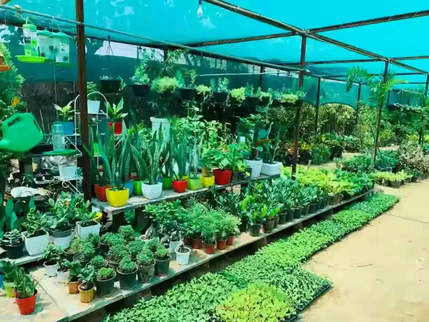 Plant Nursery: पौधों की नर्सरी लगाकर कमायें लाखों रूपये महीना, जानें तरीका