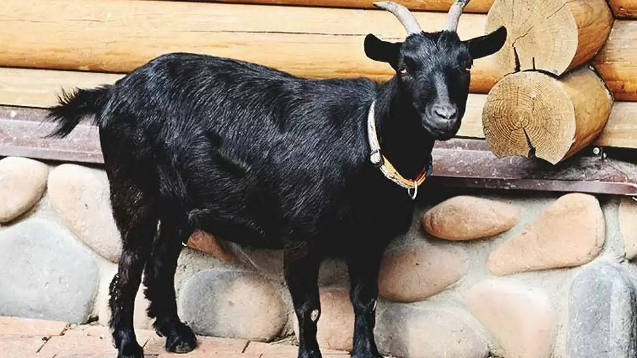 Goat Farming: बकरियों की ये 5 नस्लें बढ़ायेगी आपकी कमाई, जानें इनकी विशेषताएं