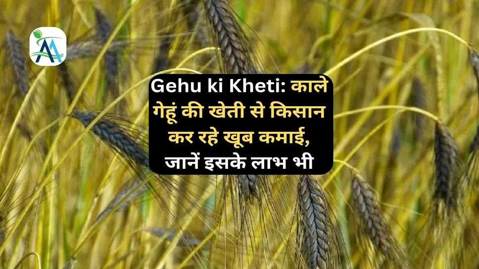 Gehu ki Kheti: काले गेहूं की खेती से किसान कर रहे खूब कमाई, जानें इसके लाभ भी