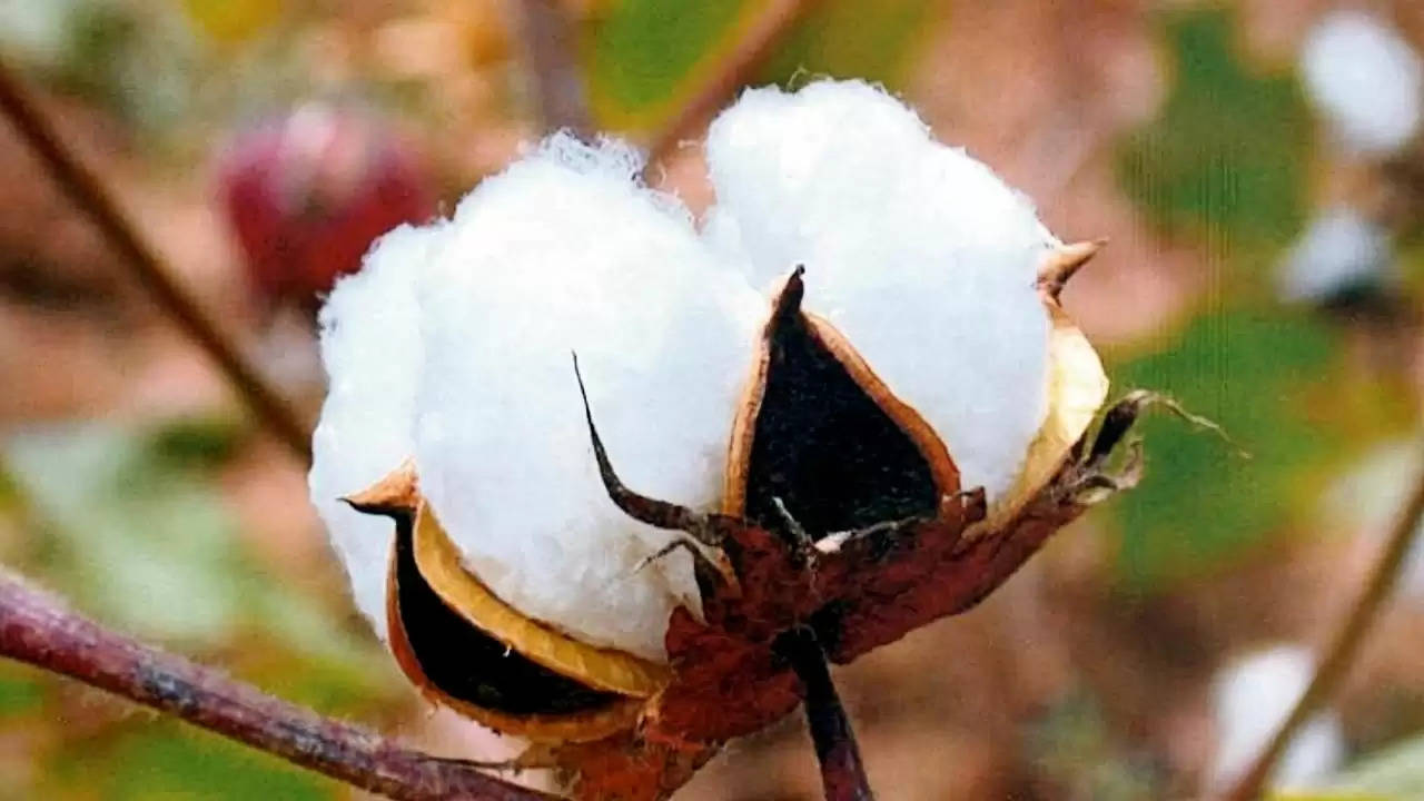 indigenous variety of cotton: kr-121 कपास की सबसे उत्तम किस्म की जानें  विशेषताएं, उत्पादन है सबसे अच्छा