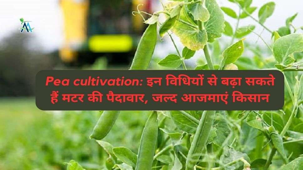 Pea cultivation: इन विधियों से बढ़ा सकते हैं मटर की पैदावार, जल्द आजमाएं किसान