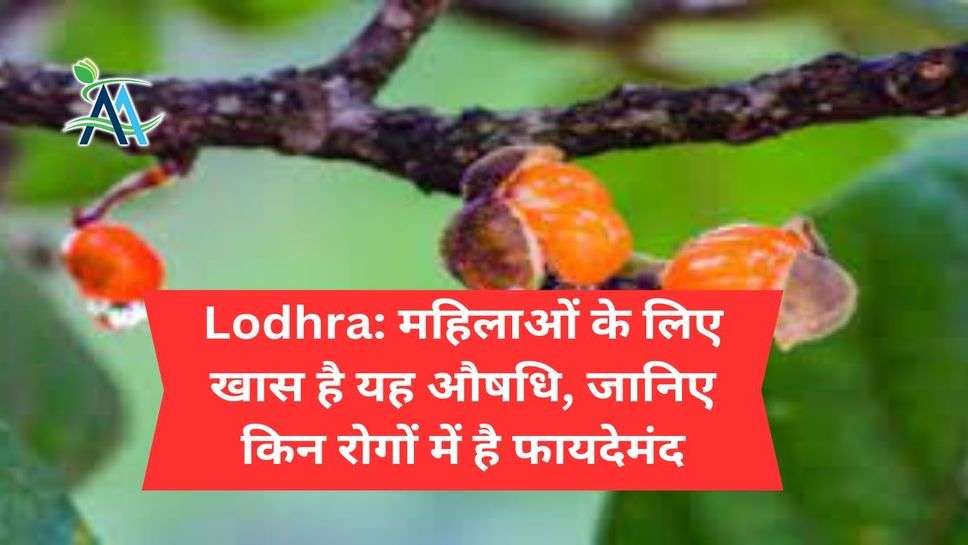 Lodhra: महिलाओं के लिए खास है यह औषधि, जानिए किन रोगों में है फायदेमंद