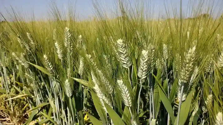 Wheat cultivation: अगले 15 दिन का मौसम गेहूं की पैदावार के लिए बड़ा महत्वपूर्ण, पीला रतुआ रोग से खतरा