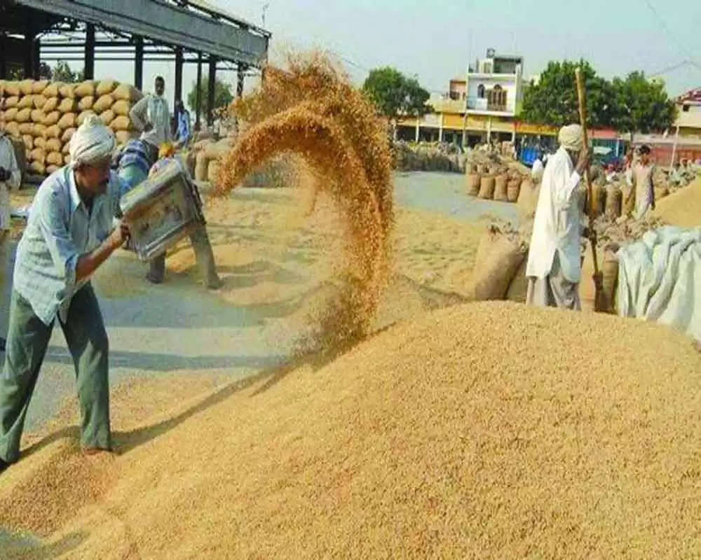 Wheat MSP Price 2024-25: 2400 रुपये प्रति क्विंटल एमएसपी पर गेहूं खरीदेगी सरकार, किसान रखें इन बातों का ध्यान
