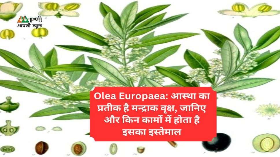 Olea Europaea: आस्था का प्रतीक है मन्द्राक वृक्ष, जानिए और किन कामों में होता है इसका इस्तेमाल