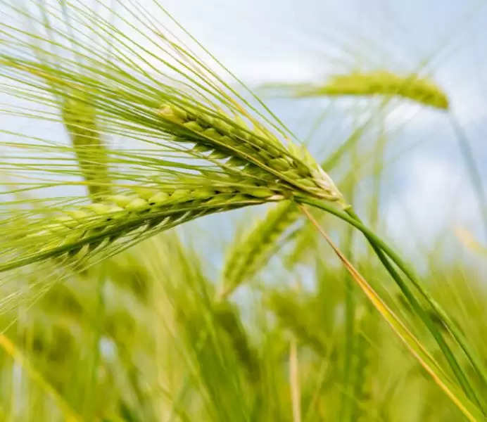 Wheat Variety: किसानों का मुनाफा बढ़ा रही गेहूं की ये किस्म, पैदावार देख रह गए हैरान