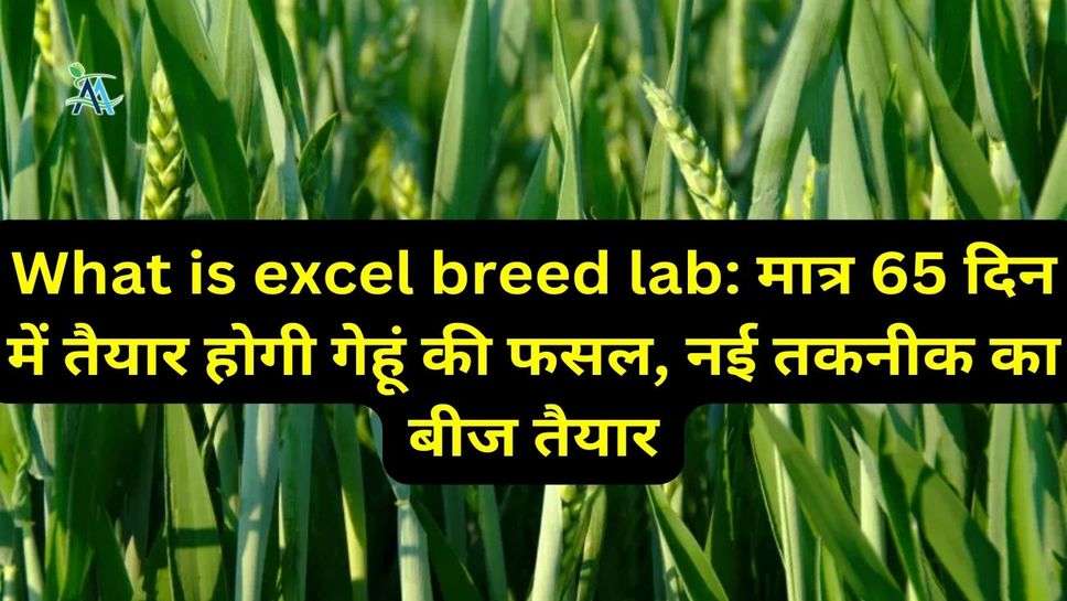 What is excel breed lab: मात्र 65 दिन में तैयार होगी गेहूं की फसल, नई तकनीक का बीज तैयार