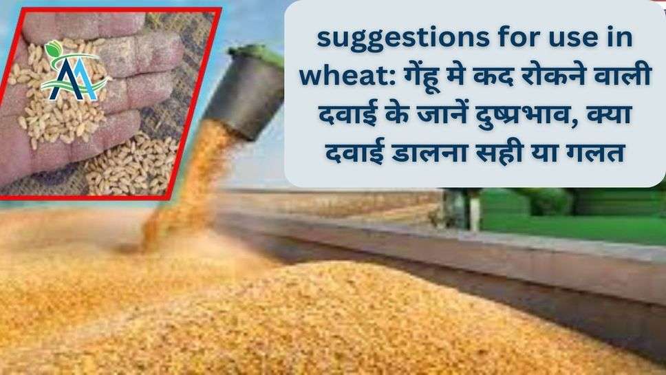 suggestions for use in wheat: गेंहू मे कद रोकने वाली दवाई के जानें दुष्प्रभाव, क्या दवाई डालना सही या गलत