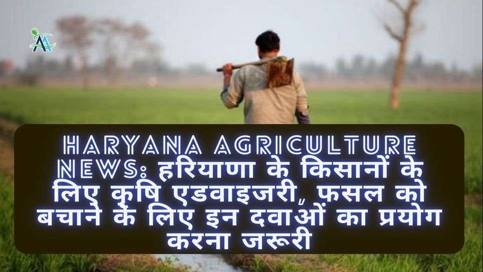 Haryana Agriculture News: हरियाणा के किसानों के लिए कृषि एडवाइजरी, फसल को बचाने के लिए इन दवाओं का प्रयोग करना जरूरी