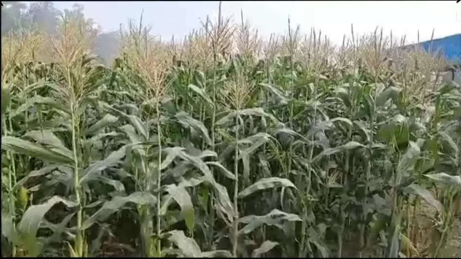 Sweet Corn Farming: 20 हजार रुपये की लागत में 4 लाख का मुनाफा
